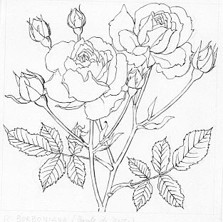Rosa borboniana (Boule de Neige)