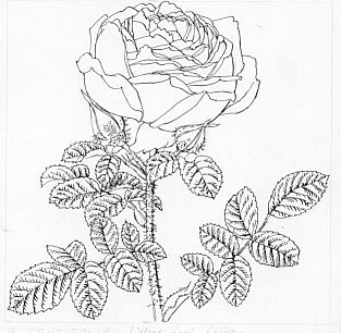 Rosa centifolia (M.me Louise Lévèque)