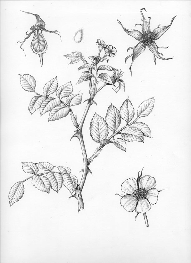 Rosa canina