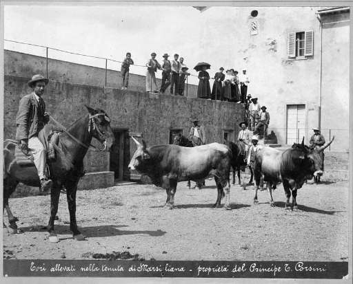 Fototeca: collezione Corsini