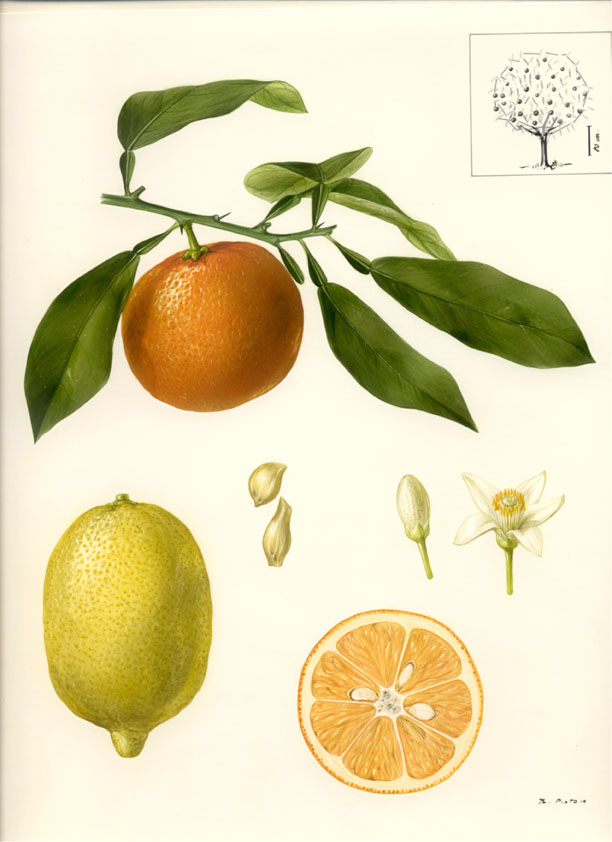 Arancia e limone