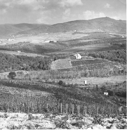 Toscana: vigneti