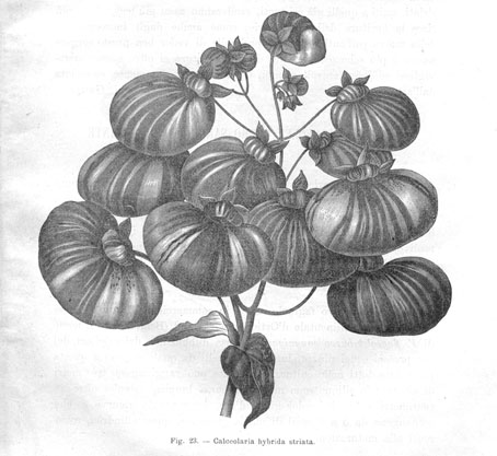 calceolearia