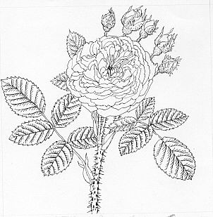 Rosa alba (Félicité Parmentier)