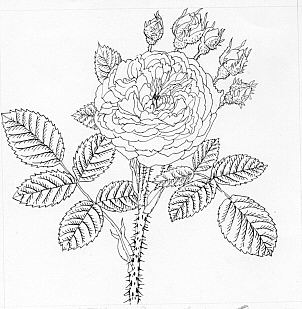 Rosa alba (Félicité Parmentier)