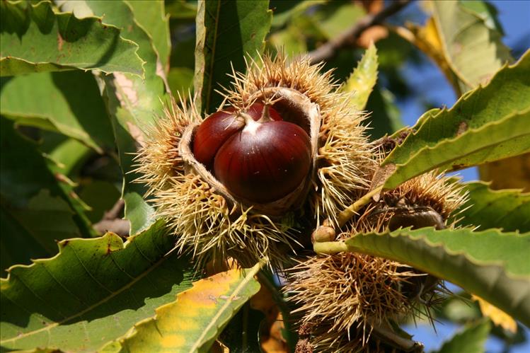 castagne.jpg