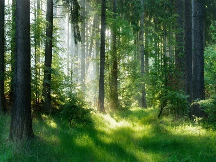 foresta.jpg